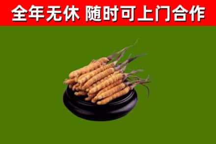 玛曲县回收冬虫夏草