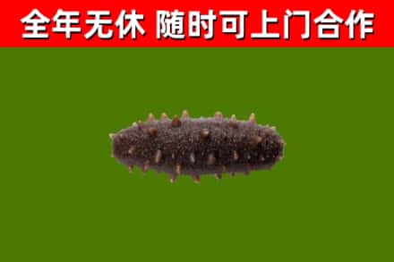 玛曲县回收海参干